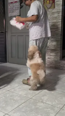 😂😂😂 #fyp #bibojumbo #shihtzu #funny 