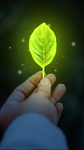 Leaf Glow Effect#photoshop #photoshoptiktok #photoshopturorials #digitalarttutorial #edit #digitalartapps #editingtutorials 