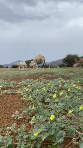 #تصويري #ربيع #مطر #الابل #حصاه_قحطان 