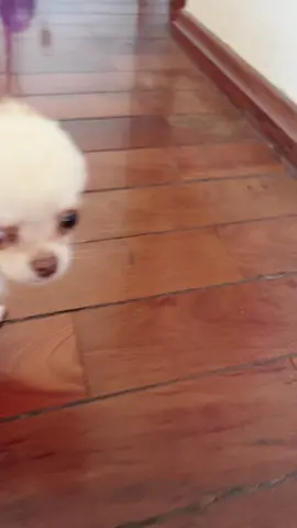 cachorro nino ao som das divonicas aespa