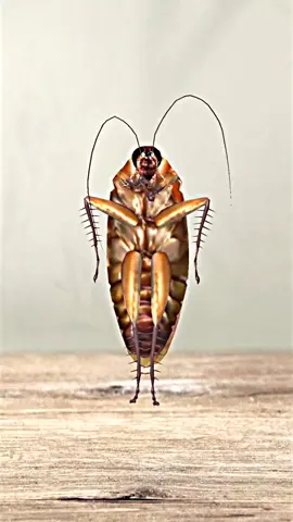 Cockroach Dance 😋 #cockroach #funny 