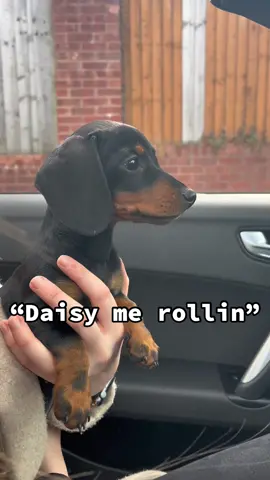 @Countryside Tails 😂#fyp #dog #puppy #doxie #teckel #dachshundsoftiktok #dachshund #miniaturedachshund #foryou #sausagedog 