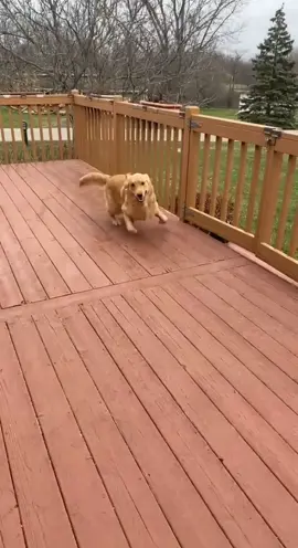Unstable dog on the loose someone come get him #dogontheloose #goldenretriever #golden #goldenretrieverlife #PetsOfTikTok #goldenretrieversoftiktok #dogsoftiktok #goldensoftiktok #dogsontiktok #crazydog