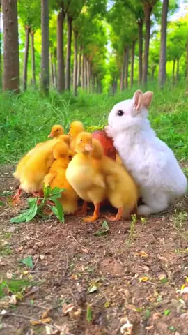 Funny Bunny video #viralanimal #viral #funnyanimalstiktok #bunny #funnyanimalsvideos #rabbits #bunnies @Funny Or Die @JahannahJames 