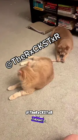 What’s wrong with your tail? @rustyandbutters 