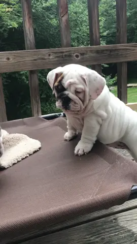 Dueling potatoes..:🥔 #fyp #foryou #foryoupage #englishbulldog #dogsoftiktok 