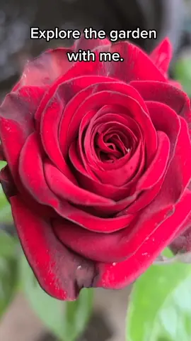 Flowers #flowers #garden #california #homestead #organic #natural #nature #roses #radish #pretty #calm #expore #fyp #smile 