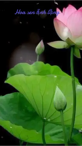 Thanh khiết 💟💟💟 #tĩnhtâm #songtichcuc #nhachaymoingay 