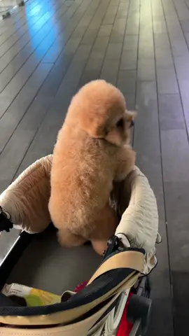 #cunyeu #fyp #dog #cute #funny #xh #poodle #bunquystoc 