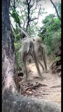 #rareza #misterio #proyectoufo #animalesraros #fypage #miedo #diferente #nuncavisto #deotromundo #animalesmitologicos #bosque #sorpresa #rge #omg #xyzbcafypシ #graciasporelapoyo 