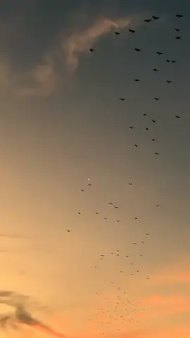 terkadang langit lebih mengerti akan tenangnya hati #sunset #langitfavorit #astrophile #fyp 