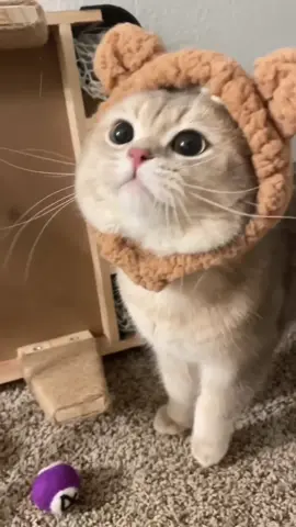 Cute Cat meowing 🥰🥰 #cats #cutecats #meow #meowing #catslovers #cattok #fy 