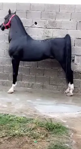 الخيل الادهم مشاء الله   #الخيول_العربية_الاصيلة #الخيول_عشق_لاينتهي #الخليج_العربي_اردن_عمان_مصر_تونس_المغرب #فرسان_الخيل #السعود #الشعب_الصيني_ماله_حل😂😂 #فرسان_ليبيا #الخيوط_الذهبية #الخيول_العربية_و_البربرية #الخيل_العربي_الاصيل #الخيل_من_خيالها #الخيول_العربيه #مصر_السعوديه_العراق_فلسطين #محمود_التركي #محمود_المكسيكي #محمود_درويش #محمود_مريوم #محمودماهر7 #محمود_الحويطي #محمود_الجبلي 