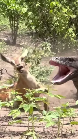 Komodo dragon attacks the goat #komododragon #animals #wildlife #wildanimals #fy 