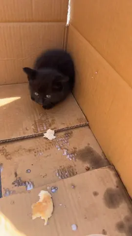 I found some kittens yesterday #fyp #kitties #kittens #catsoftiktok 