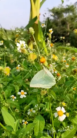 Chỉ cần là Bình Yên. Cỏ dại cũng được mà!🌿🍀🦋 #mocmiengarden #codai #bophoveque #binhyen🤍🕊️ #tiktok #xuhuong #thiênnhiên #cánhđồngcỏ #garden #flower #beautiful #nhạcchillcảnhđẹp #hoaxinh #nature #vườnhoađẹp 