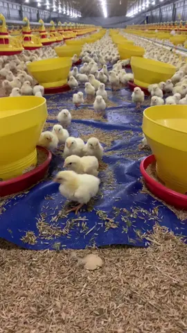 Bayi ayamm mukanya mirip semua 😂💸🐥 #ayampeliharaan #broilerfarm #xyzbca #fypシ #peternakmuda #ayamboiler #closehouse #farmclosehouse #broiler #broilersuper #broilerchicken #doc #pejuangip #pejuangfcr #fcr #efyepe 