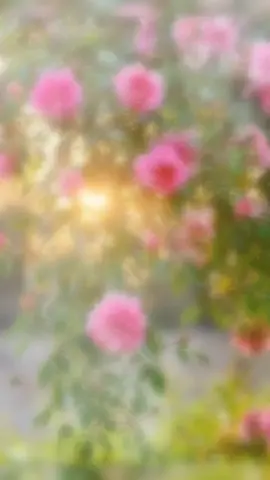 cánh hồng phai #nhackhongloi #