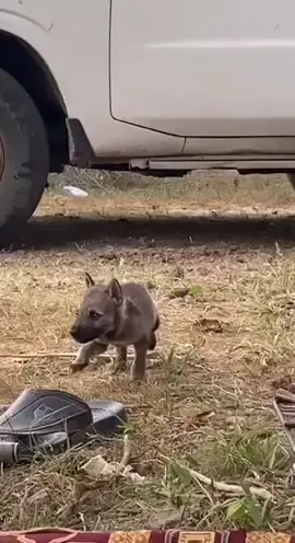 #صيد #مقناص_الصيد #ذيب #سرحان #ماشاءالله_تبارك_الله 