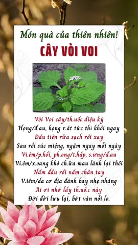 MÓN QUÀ CỦA THIÊN NHIÊN 