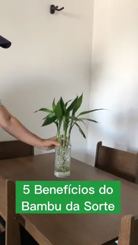 E com 25% de desconto você pode garantir o seu! #NaturezaEmCasa #PlantasDoTikTok #raizviva #DicasDePlantas 
