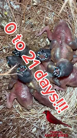 0 to 21 days Development of Gouldian Finch Chicks in Nest | Bird Sounds #birds #gouldianfinch