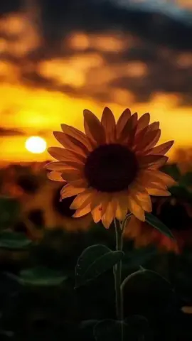 ✨🌻  #gianlucagrignani 