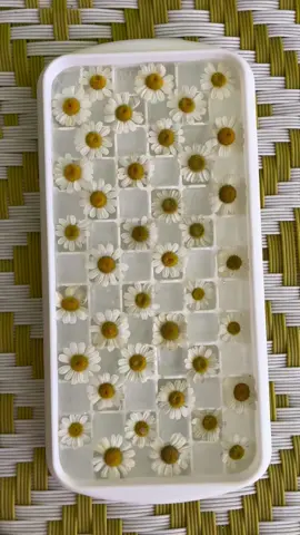 Chamomile Iced Cubes ✨✨  #chamomile #floralicecubes #florist 