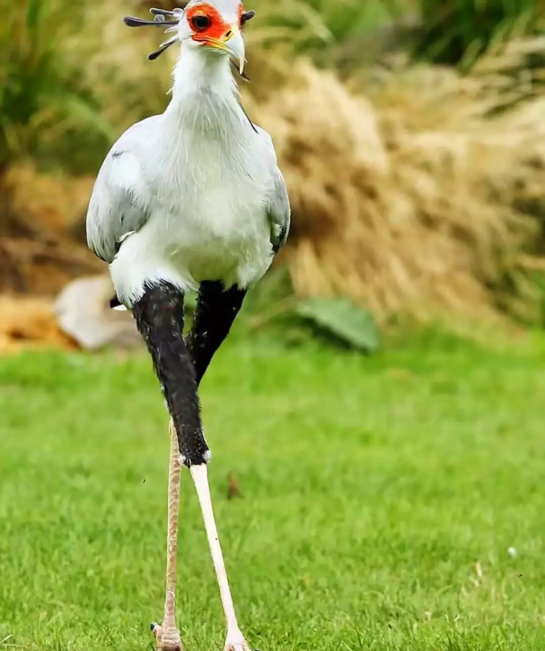 #lanadelrey #gay #twink #grindr #cuntyy  #bird #voguedance 