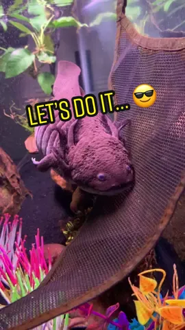 jubjub gettin wild over here 😅 #jubjub #axolotl #axolotls #axolotlsoftiktok #pet #pets #PetsOfTikTok #funnypets #cutepet #angrypets #amphibian #aquarium #fish #lizads 