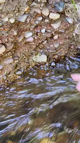 found a cool lil agate poking out of this creeks wall today! you always have to check the walls! lol #agate #rockhunting #carnelian #pnw #wa #rockhound #rocktok #fyp 