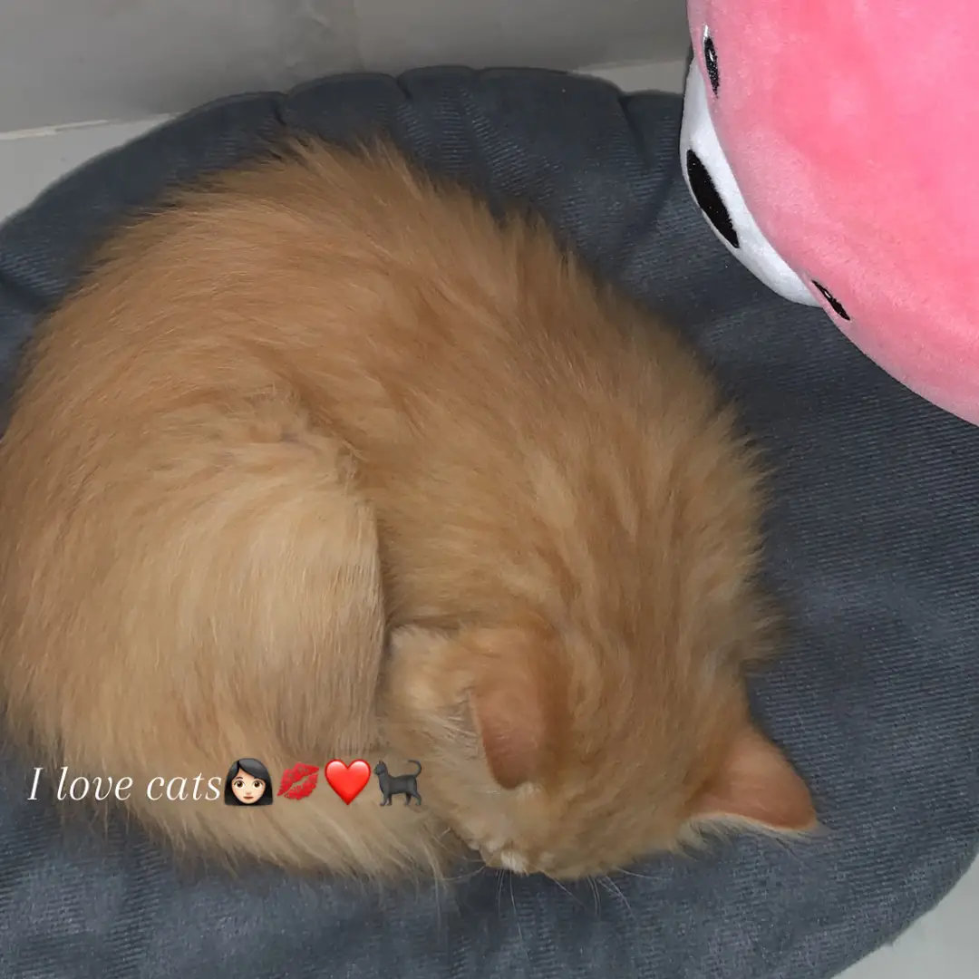 ❤️Cats❤️  #fyp #explore #foryou 