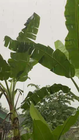 Hujan pagi hari ini 🌈 #aestheticvideo #videovibesestetik #perantau #purwodadi #nature #cinematicalam #videofotoaesthetic #gakjelasgituhdeh #cinematicaesthetic #videoestetik #sinematik #videoaesthetic #desa #naturehealingvibes 