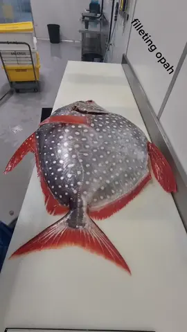 #opah #moonfish #seafood #fillets #satisfying #foryoupage #foryou #fyp #fish #work #fishmonger 