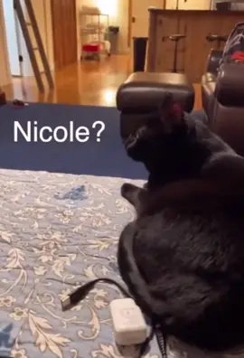 Did anyone saw nicole ? #funnyvideo #nicole #fypシ #talkingcat #funnycat #cat #catsoftiktok #catlover 
