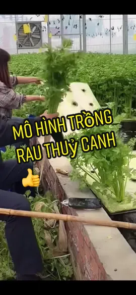 Đã từng làm mô hình này chưa ạ?#trồng_rau_thuỷ_canh #trồngrauthuỷcanh #trồng_rau_sạch #trồngrausạch #trôngrausach #trôngrauthuycanh #xuhuong #xuhuongtiktok #viral #fyp #trending 