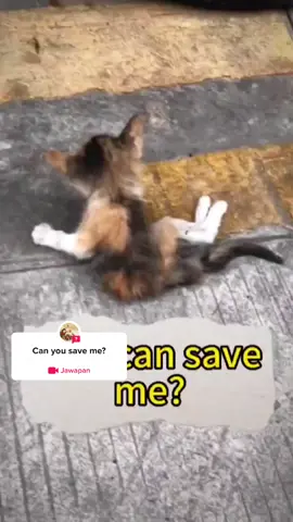 #soalan daripada @Nina’s pet rescue A cat with a broken leg hit by a car ,screaming in pain#foryou #helpcatsrescuecat #cat #straycats #catlover 