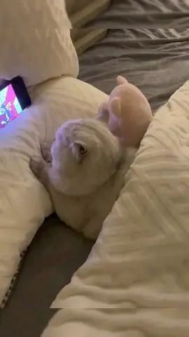 she knows exactly what she is atching, look at her ears#fyp #kittylover #catsoftiktok #tomandjerry #catwatchtv 