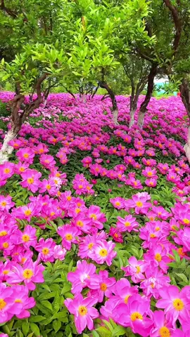 #tiktok #foryou #scenery #flowers #nature 