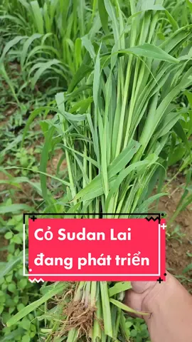 Cỏ Sudan Lai #trongco #channuoi #giasuc #trau #bo #nuoide #nuoicuu #nuoihuou #havanhai 