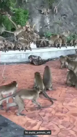 #monkeys #wild_animals_vid #wildlife #animals 