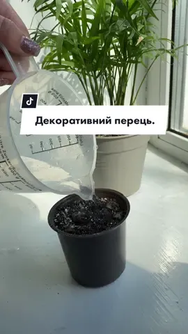 Далі більше❤️ #перець #вазони #вазониукраїна #квітинапідвіконні 