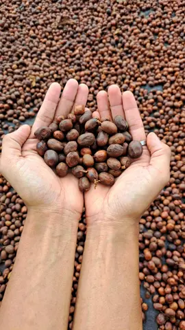 Proses Fermentasi dan Penjemuran Kopi Arabika Gayo Aceh Wine Process. Kopi yang rasanya unik dan asam ini di Fermentasi kurang lebih selama 3 Minggu sampai 4 Minggu. ... Sahabat kopi Gayo : @syukrankopigayo  . #kopigayo #kopiwine #kopiaceh #coffeetiktok #coffeeaddict #coffee #kopihitam #kopiviral #kopi #kopiindonesia #pesonaindonesia 