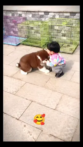 bé cún thích làm nũng 😂🥰🥰🥰🥰 #xuhuong #videoviral #funnyvideos #trend #fyp #dogsoftiktok #cutedog #dog #❤️❤️❤️ #😄😄😄 