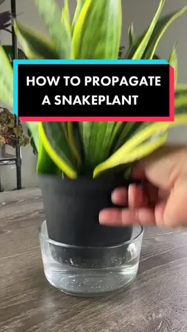 For more details on all 3 ways to propagate Snake Plants visit my YouTube Channel @monstrofarm Sanseveria can be easily propagated from a leaf cutting. Just follow these simple steps and they’ll get you started.  #plantcare #sanseveria #sanseveriaplant #stempropagation #propagation #houseplantpropagation #propagationsuccess #propagatingplants #plantpropagation #snakeplant