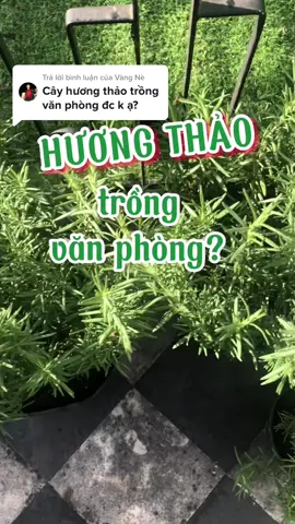 Trả lời @Vàng Nè Hầu như các loài cây có hương thơm đều không trồng được trong phòng máy lạnh ạ. Hương Thảo cần nắng nhé ạ! #huongthao #rosemary #yeucayxanhgarden #yeucayxanh #cayxanh 