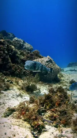 There are more than 20 different species of porcupinefish found in tropical and subtropical waters around the world. Porcupinefish can grow up to 90 cm (35 inches) in length, making them one of the largest species of pufferfish. Porcupinefish have a unique swimming style that involves moving their pectoral fins in a sculling motion, which allows them to hover and move through the water with great precision. . . 🇲🇽español  Hay más de 20 especies diferentes de peces erizo que se encuentran en aguas tropicales y subtropicales de todo el mundo. Los peces erizo pueden crecer hasta 90 cm (35 pulgadas) de longitud, lo que los convierte en una de las especies más grandes de peces globo. Los peces erizo tienen un estilo de natación único que involucra mover sus aletas pectorales en un movimiento de remo, lo que les permite flotar y moverse por el agua con gran precisión. . . Camera: @gopro 11 Location: Cozumel | Mexico  Filmed by Olaf Fischer @aquanauta_diver  Ambassador for @sdidivers  . . #marineconservation #oceanlife #sealovers #marinemammals #underwaterworld #scuba #seacreatures #oceanlove #marinelifephotography #oceanwildlife #sealifeart #scubadiving  #diving #scubadive  #diver #marinewildlifephotography #divers #scubadiver  #marinelife 