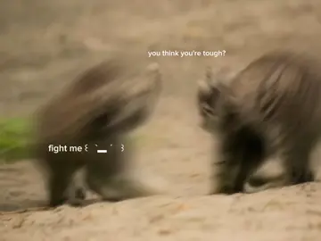 #PALLASCAT meet this cute lil grumpy, Pallas kittens (Otocolobus manul) have a unique and captivating appearance. They are known for their expressive round faces, which have large, round eyes set in a flat face with a relatively short nose. This distinct facial structure gives them an adorable and almost perpetually surprised or puzzled look, earning them the nickname 