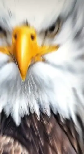 الصكر يخاطب الذيب 🦅 والذيب يرد على الصكر🐺