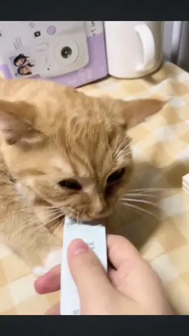 Sleeping cat is awakened by delicious food #pets #PetsOfTikTok #cat #catsoftiktok #cute #food #tiktok #sleeping #fyp #foryou 